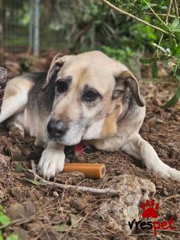 Ράτσα: Άγνωστο - Ημίαιμο | Ηλικία: 5+ | Φύλο: Αρσενικό | Αρ. Microchip: - | Ημίαιμο | Περιοχή: Νέα Σμύρνη, Αττική